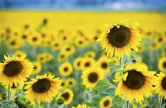  油酸甲酯汽化熱