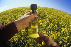  飼料油市場(chǎng)：大公司為何敬而遠(yuǎn)之