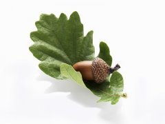  椰油酸甲酯分子量