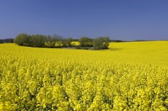  什么是未來(lái)燃料？