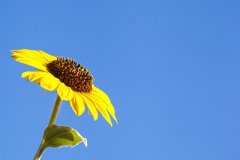  供應(yīng)過(guò)剩毛利下降油品產(chǎn)業(yè)鏈需要尋求新出路